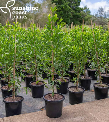 Acronychia imperforata attracts birds, butterflies and bees to the garden