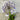 Agapanthus 'Fireworks' with striking bi-color flowers, featuring deep blue and white petals atop tall, slender green stems