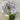 Agapanthus 'Fireworks' with striking bi-color flowers, featuring deep blue and white petals atop tall, slender green stems