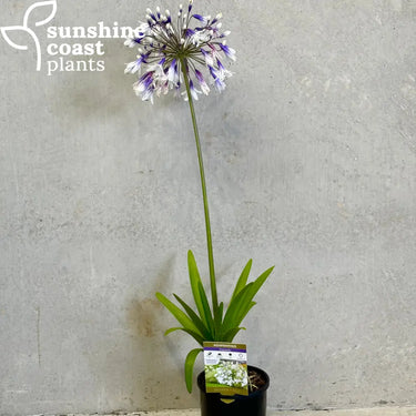 Agapanthus 'Fireworks' in full bloom, showcasing vibrant blue and white trumpet-shaped flowers cascading from tall, arching stems