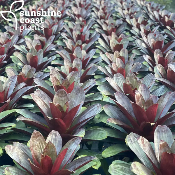 Alcantarea Silver Plum - Bromeliad | Sunshine Coast Plants
