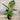 Alocasia macrorrhiza (Giant Taro, Elephant Ear) growing in a 300mm pot, displaying its large, glossy green leaves and strong, upright stems