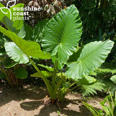 Alocasia macrorrhiza (Giant Taro, Elephant Ear) growing in its natural setting, featuring massive, glossy green leaves with prominent veins and an upright growth habit