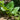 Alocasia macrorrhiza (Giant Taro, Elephant Ear) growing in its natural setting, featuring massive, glossy green leaves with prominent veins and an upright growth habit