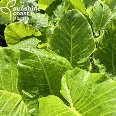 Alocasia macrorrhiza has large attractive foliage with glossy green leaves that resemble elephant ears