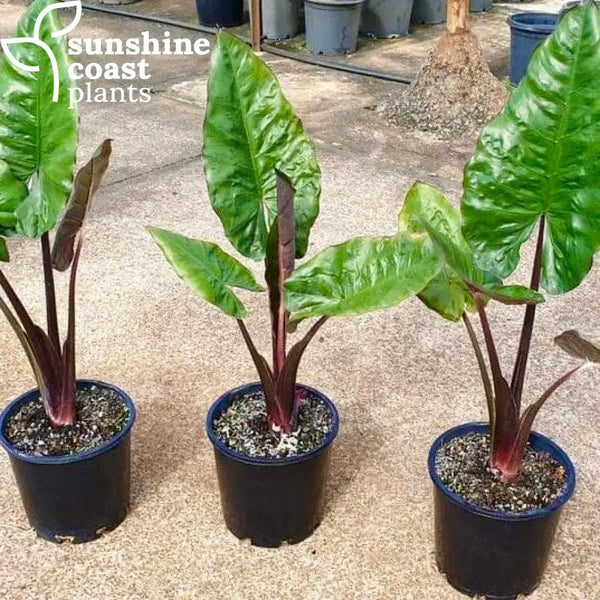 Alocasia Plumbea Nigra | Sunshine Coast Plants