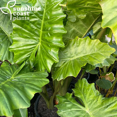 Alocasia Portadora - Portadora Elephant Ear Plant