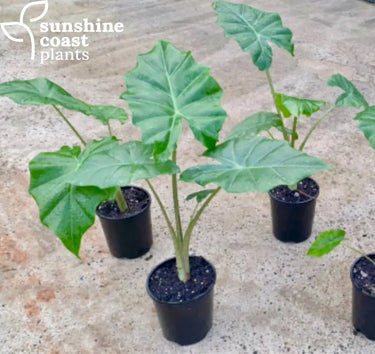Alocasia Portadora (Portadora Elephant Ear) in 140mm pots, showcasing compact yet vibrant green foliage with distinctive wavy edges