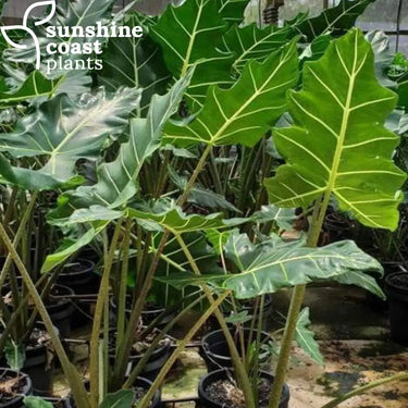 Alocasia zebrina (Zebra Plant) with bold, arrow-shaped green leaves and striking zebra-striped stems, adding an exotic touch