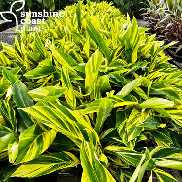 Alpinia zerumbet variegata