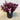 Alternanthera Dentata ’Little Ruby’ 200mm pot Plant