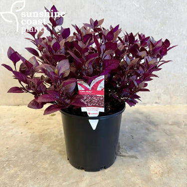 Alternanthera Dentata ’Little Ruby’ 200mm pot Plant