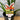 Angiozanthos Gold Velvet 140mm pot