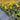 Anigozanthos hybrid 'Gold Velvet' (Gold Velvet Kangaroo Paw) with vibrant golden-yellow, velvety flowers on tall, upright green stems