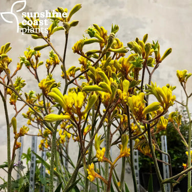 Anigozanthos Hybrid Gold Velvet - Gold Velvet Kangaroo Paw - 140mm pot - Plant