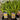 Anigozanthos 'Landscape Gold' (Landscape Gold Kangaroo Paw) with bright golden-yellow, fuzzy flowers on tall, slender green stems