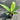 Also known as 'Pheasants Tail' it is a beautiful foliage plant with dark green leaves and a contrasting dark purple flower