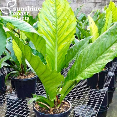 Anthurium Schlechtendalii 300mm pot Plant
