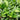 Anthurium schlechtendalii is a beautiful foliage plant with dark green leaves rising up from bunches of cord-like roots