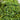 Aptenia Cordifolia - Baby Sun Rose - 140mm pot - Plant
