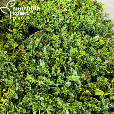 Aptenia Cordifolia - Baby Sun Rose - 140mm pot - Plant