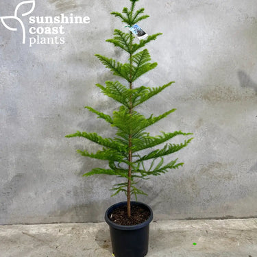 Araucaria heterophylla - Norfolk Island Pine