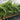 Alexander Palms grow up to 25 metres tall, featuring a slender, smooth trunk, gracefully arching fronds, and a self-cleaning green crownshaft, perfect for tropical landscapes and street plantings