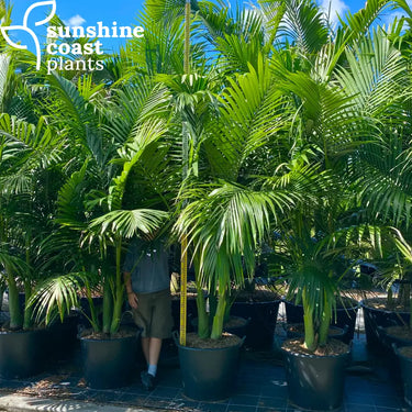 Archontophoenix Alexandrae - Alexander Palm 90Ltr pot Multi trunk Plant