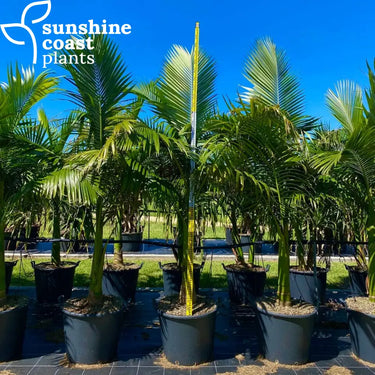 Alexander Palms growing at the nursery over 2.5m tall 