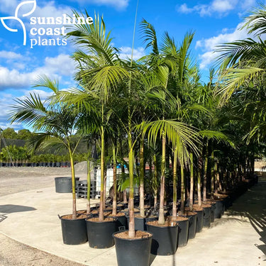 Bangalow Palms reach up to 20 metres tall, with a slender, ringed trunk, lush feathery fronds, and clusters of bright red ornamental fruits