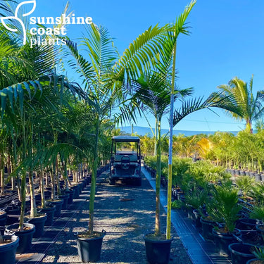 Ideal for tropical gardens, streetscapes, and rainforest settings, thriving in shaded or sunlit areas with consistent moisture