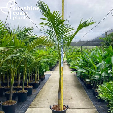 The Purple King Palm grows up to 10-15 metres, featuring a smooth, purple-tinged crownshaft, slender grey trunk, and feathery green fronds