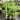 Areca triandra (Clumping Betel Nut) growing in 300mm pots, showcasing its dense, feathery green foliage and multiple slender trunks