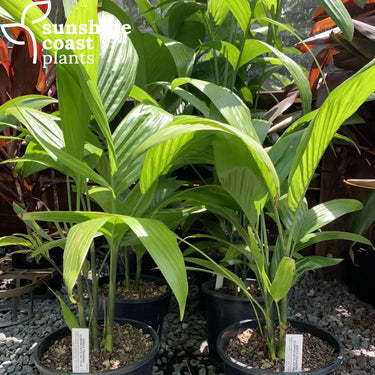 Clumping Betel Nut is a palm with a clumping growth habit generally growing very straight and vertically upright