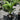 Areca triandra (Clumping Betel Nut) in 200mm pots, displaying its lush, arching green fronds and compact, clumping growth habit