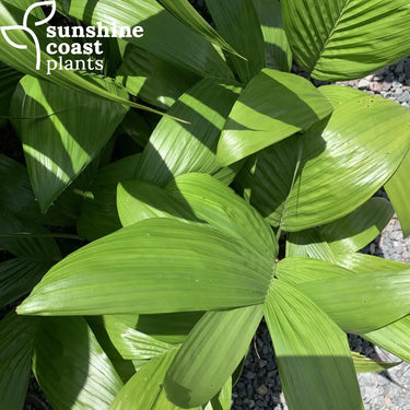 Areca triandra (Clumping Betel Nut) features lush, feathery green fronds that arch gracefully from multiple slender trunks, creating a soft, tropical canopy