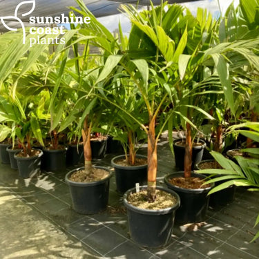 Moderate-growing, clumping palm that thrives in tropical and subtropical climate