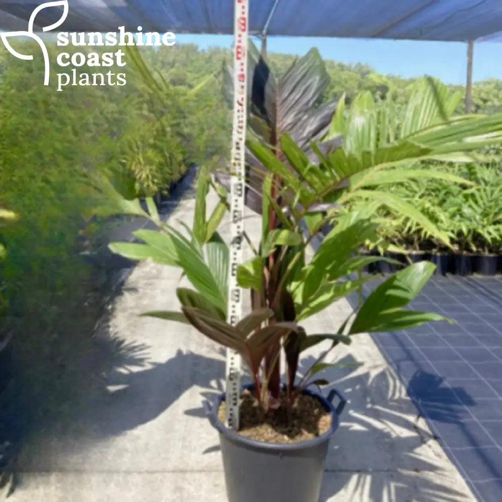 areca palm brisbane Areca Vestiaria Red Form