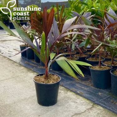 Areca vestiaria 'Red Form' is a clumping palm that grows up to 4–6 metres tall