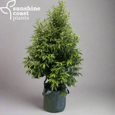 Backhousia Citriodora - Lemon Myrtle 100Ltr bag