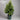 Backhousia Citriodora - Lemon Myrtle Plant