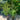 Betula Nigra ’Tropical Birch’ - Tropical River Birch 200mm pot Plant
