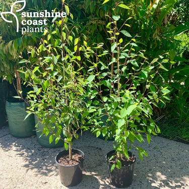 Betula Nigra ’Tropical Birch’ - Tropical River Birch 200mm pot Plant