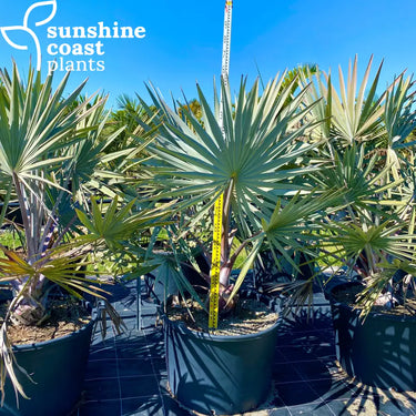 Bismarckia Nobilis - Bismarck Palm 