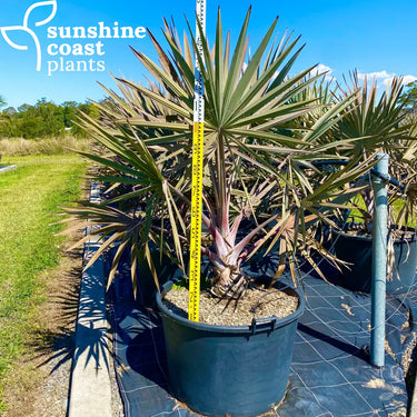 Bismarckia Nobilis - Bismarck Palm Plant