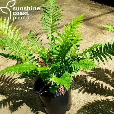 Blechnum Brasiliense Red Form 200mm pot Plant