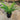 Blechnum Silver Lady - Silver Lady Fern 300mm pot Plant