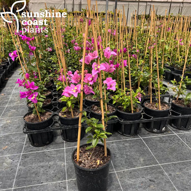 Bougainvillea ‘Purple Cascade’ 175mm pot
