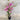Bougainvillea ‘Purple Cascade’ 175mm pot