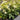 Bougainvillea ‘Rijnstar White’ 175mm pot
